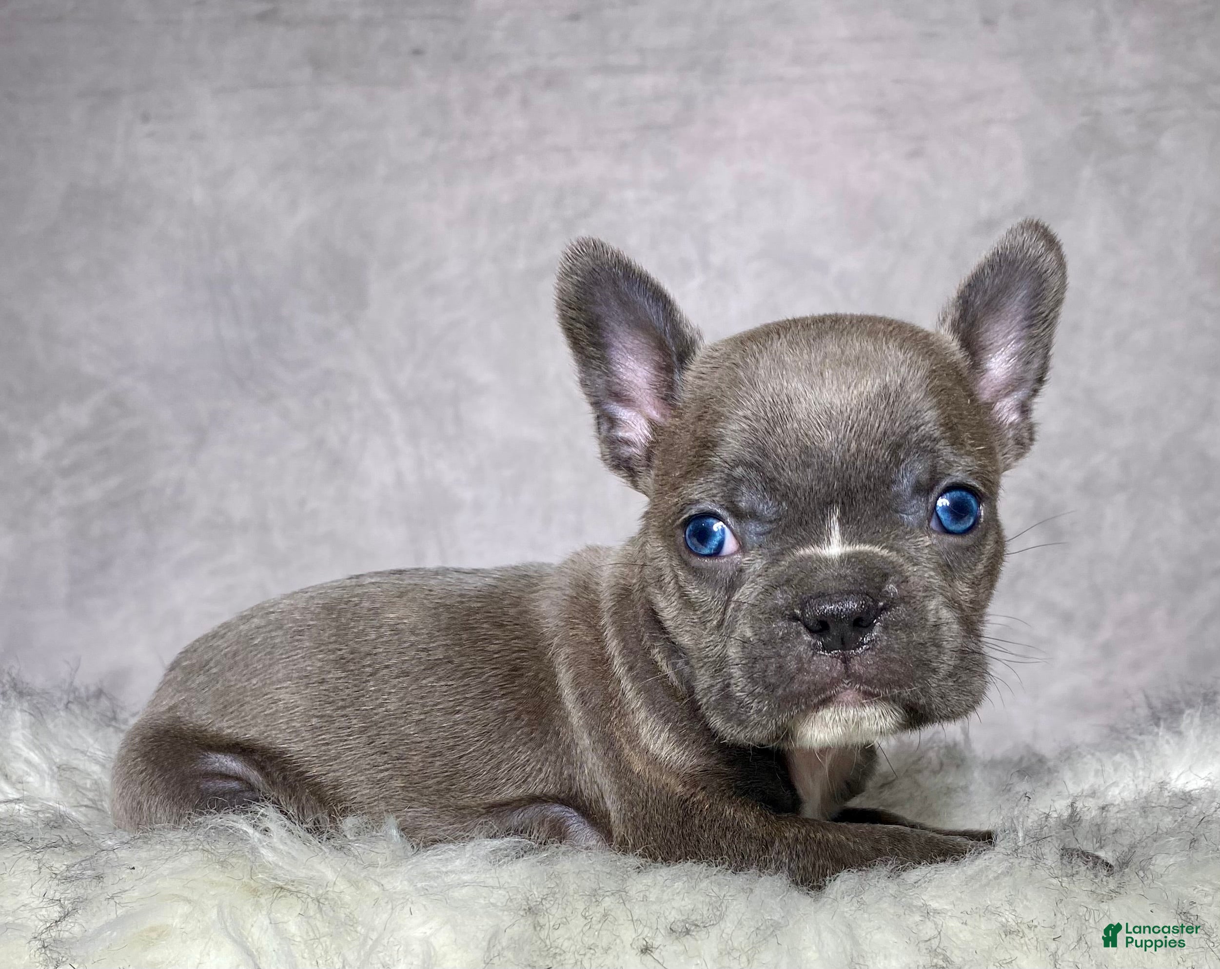 Frenchton dogs Mr. Kirby - Ad 2