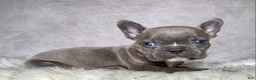 Frenchton dogs for sale: Mr. Kirby - Ad 2