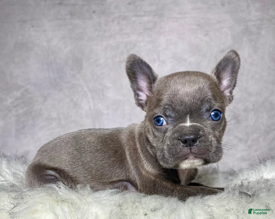 Frenchton dogs for sale: Mr. Kirby - Ad 2