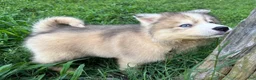 Siberian Husky dogs for sale: ROBBIE - Ad 9