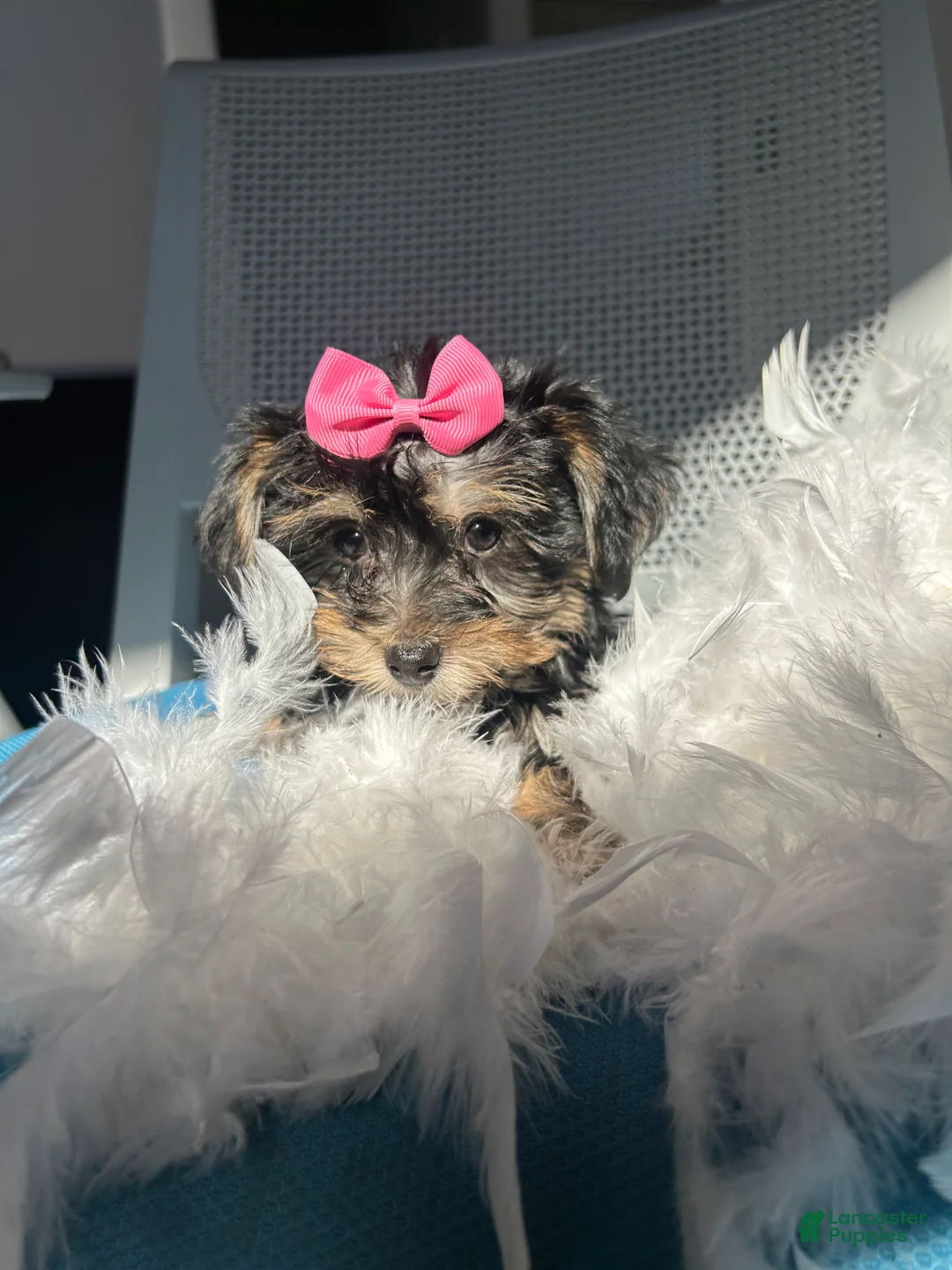 Mixed Breed dogs for sale: Mixed Breed Puppy 5 - Ad 2