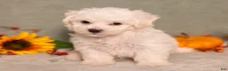 Bichon Frise dogs for sale: Quack - Ad 5