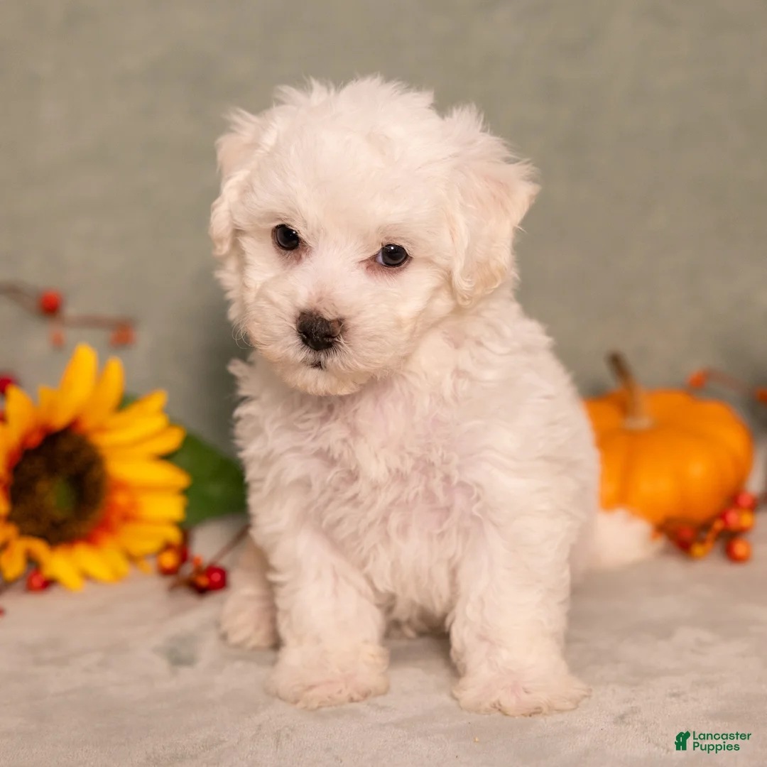 Bichon Frise dogs for sale: Quack - Ad 5