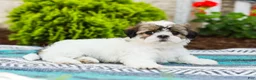 Shih Tzu dogs for sale: Blossom (Raised in Home, Crate Trained & Potty Training!) - Ad 6