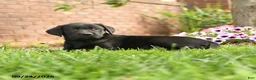 Labrador Retriever dogs for sale: Rosie - Ad 4