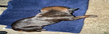 Mixed Breed 8