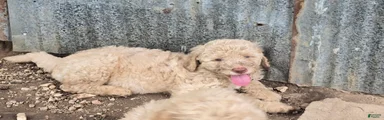 Goldendoodle 4