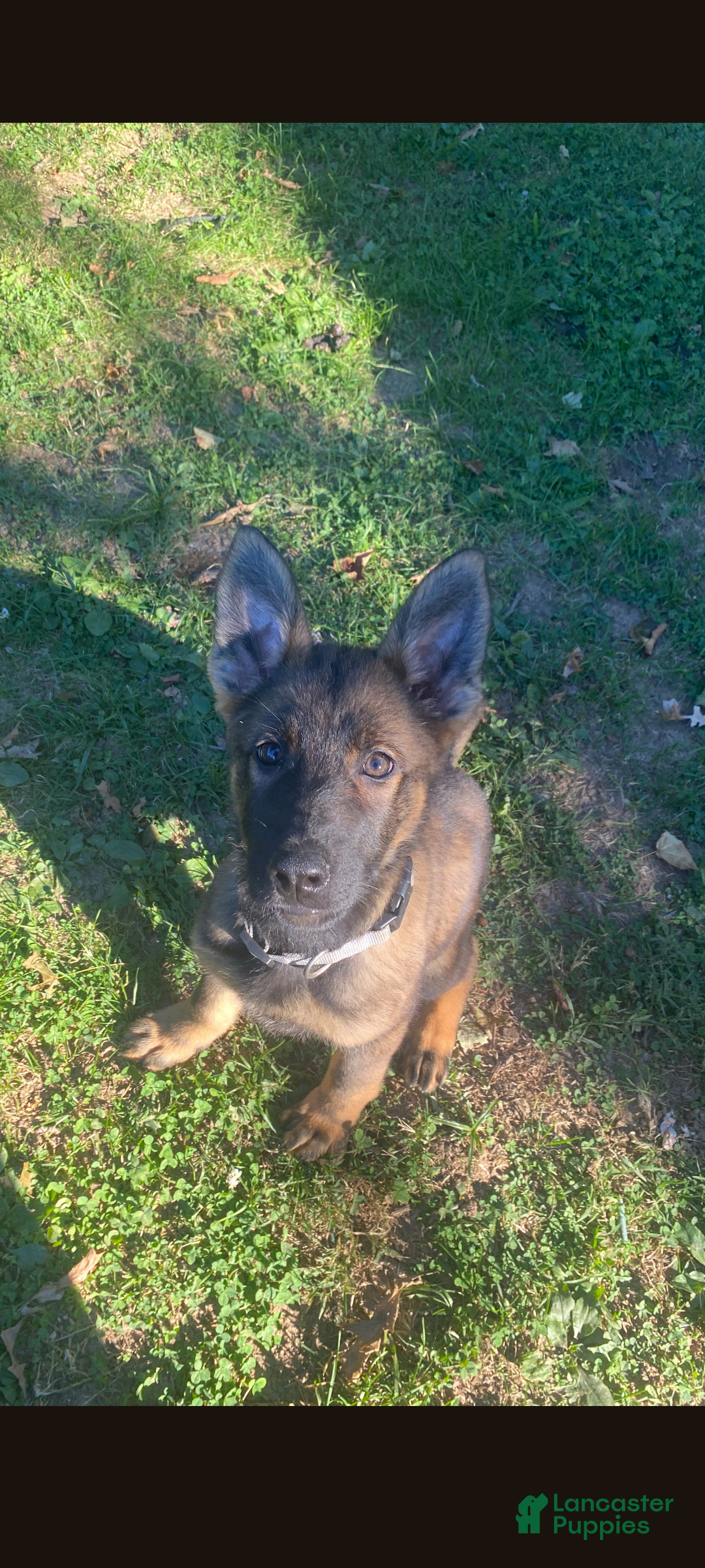 German Shepherd dogs Buckey - Ad 22