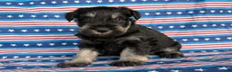 Miniature Schnauzer dogs for sale: Kayla Miniature Schnauzer  - Ad 3