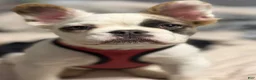 French Bulldog dogs for sale: Fire puppy number 1 - Ad 6