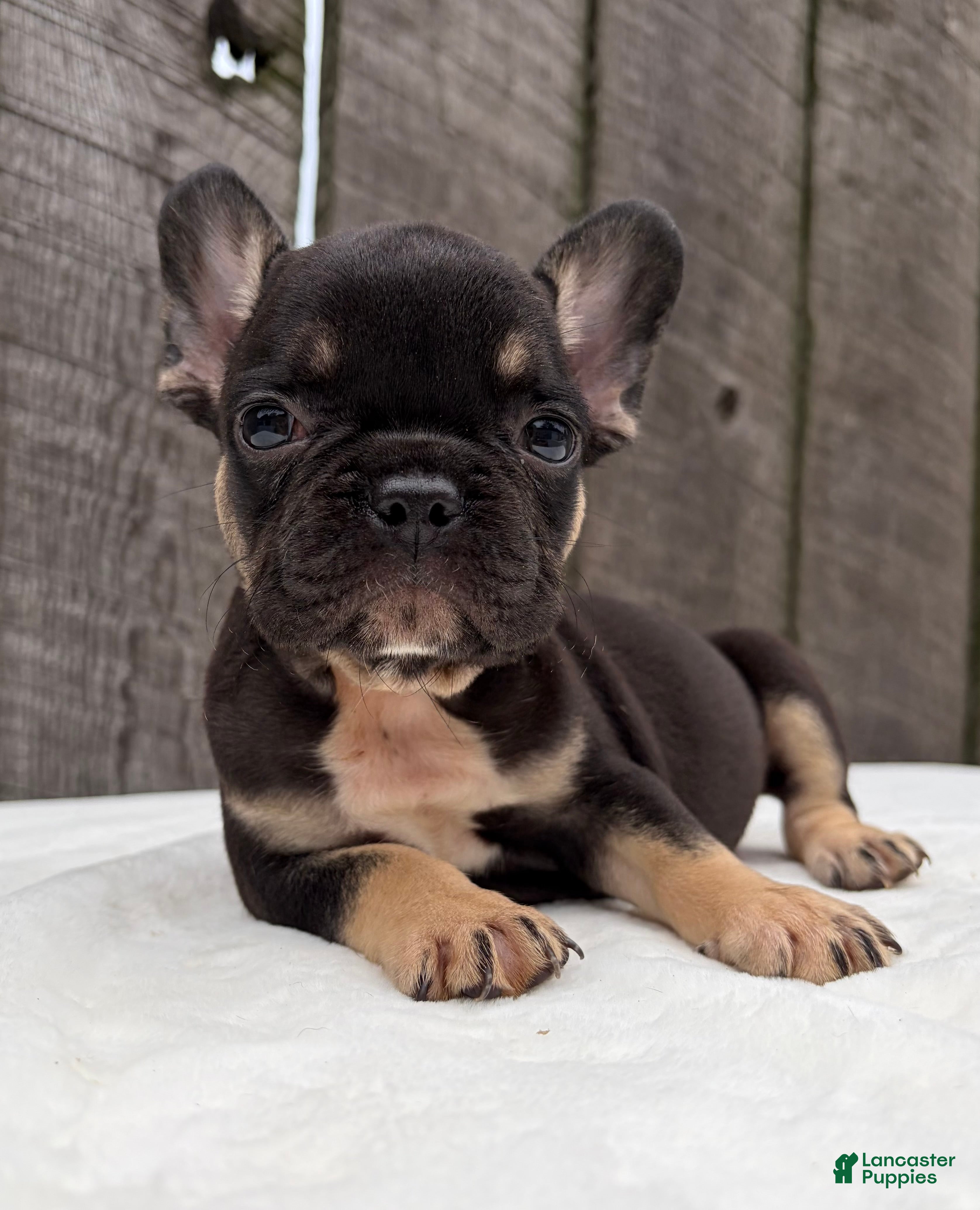 French Bulldog dogs Austin  - Ad 2