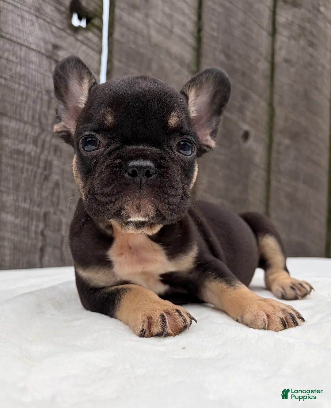 French Bulldog dogs for sale: Austin  - Ad 2