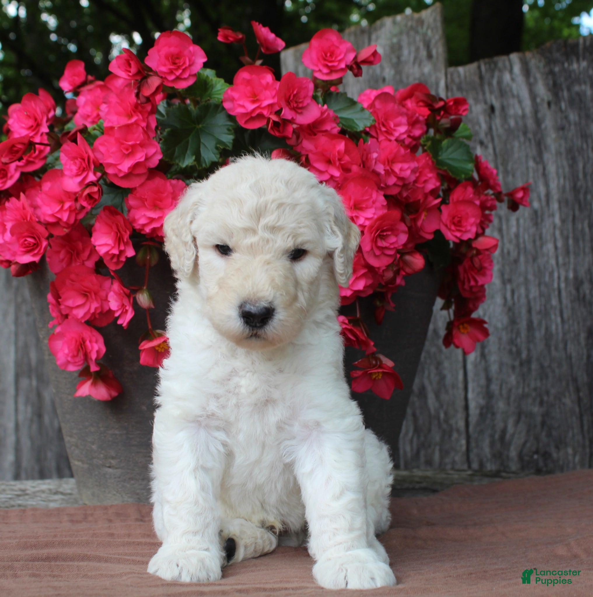 Standard Poodle dogs River AKC Standard Poodle  - Ad 1