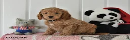 Mini Goldendoodle dogs for sale: Cody - Ad 3