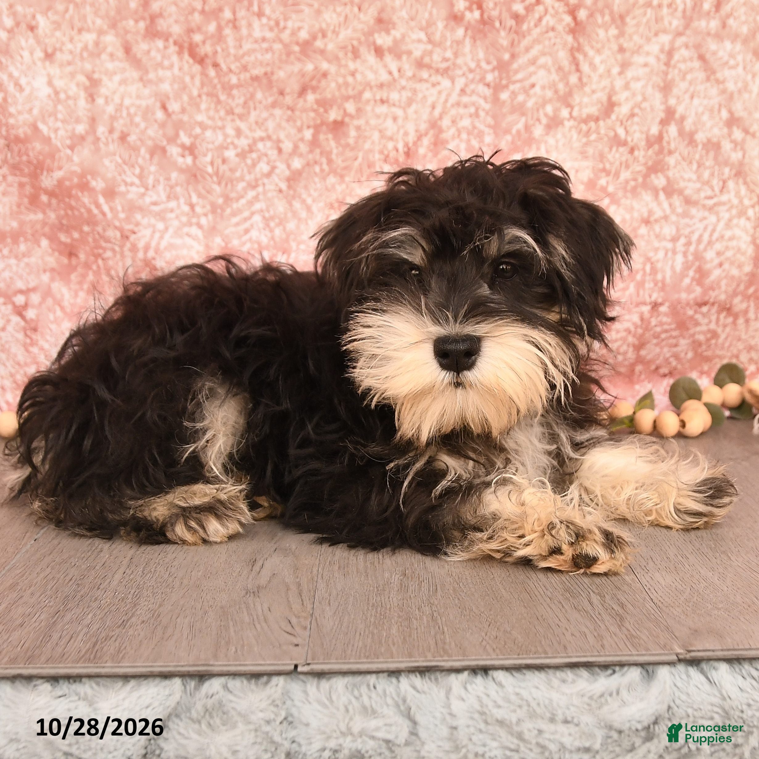 Miniature Schnauzer dogs for sale: Pedro - Ad 2