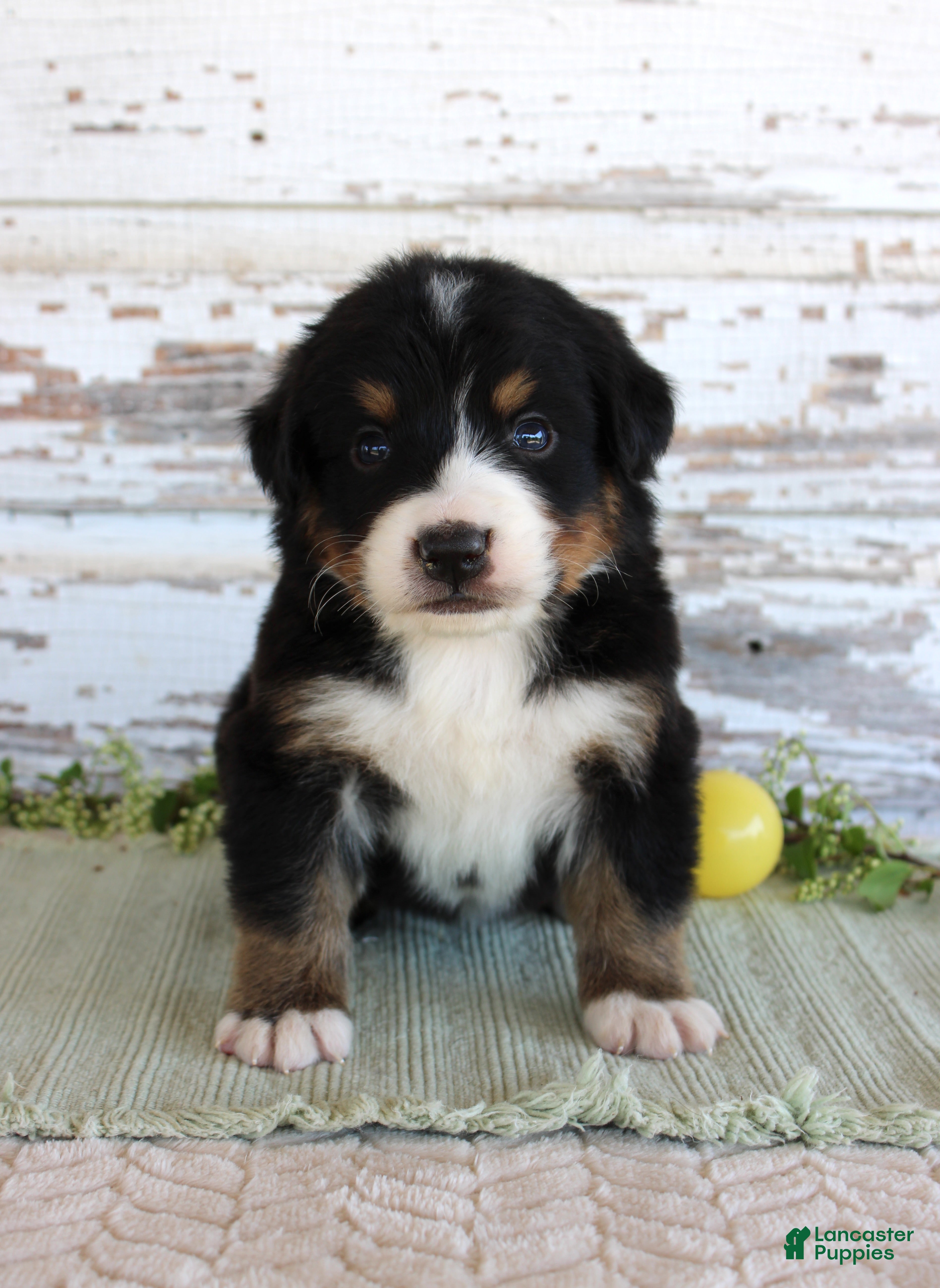 Bernese Mountain Dog dogs Monty - Ad 10
