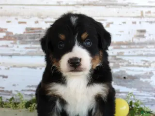 Bernese Mountain Dog dogs Monty - Ad 10