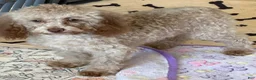 Cockapoo dogs for sale: Bear - Ad 4