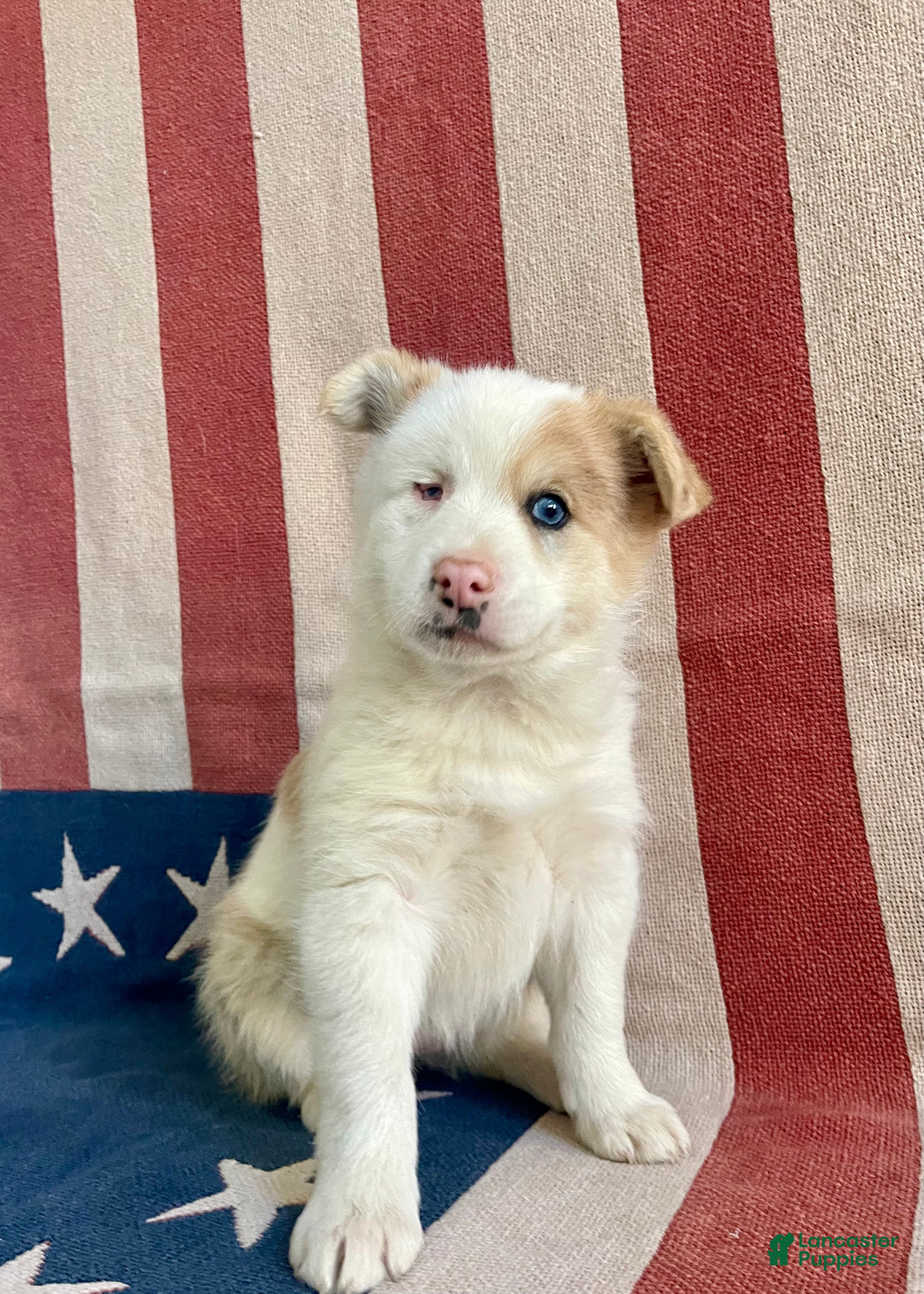 Pomsky dogs Cookie - Ad 1