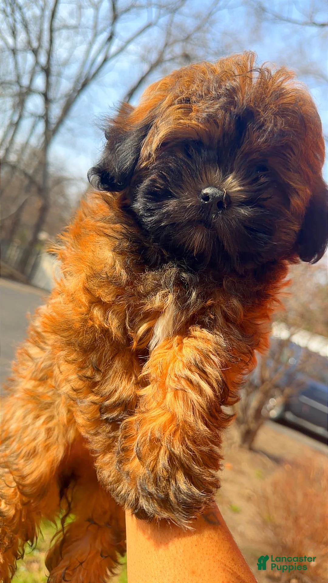 Shihpoo dogs for sale: Shihpoo Puppy 3 months  - Ad 1
