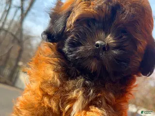 Shihpoo dogs Shihpoo Puppy 3 months - Ad 11