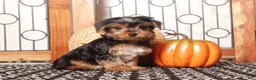 Yorkshire Terrier dogs for sale: Sassy - ACA Female Yorkie  - Ad 1