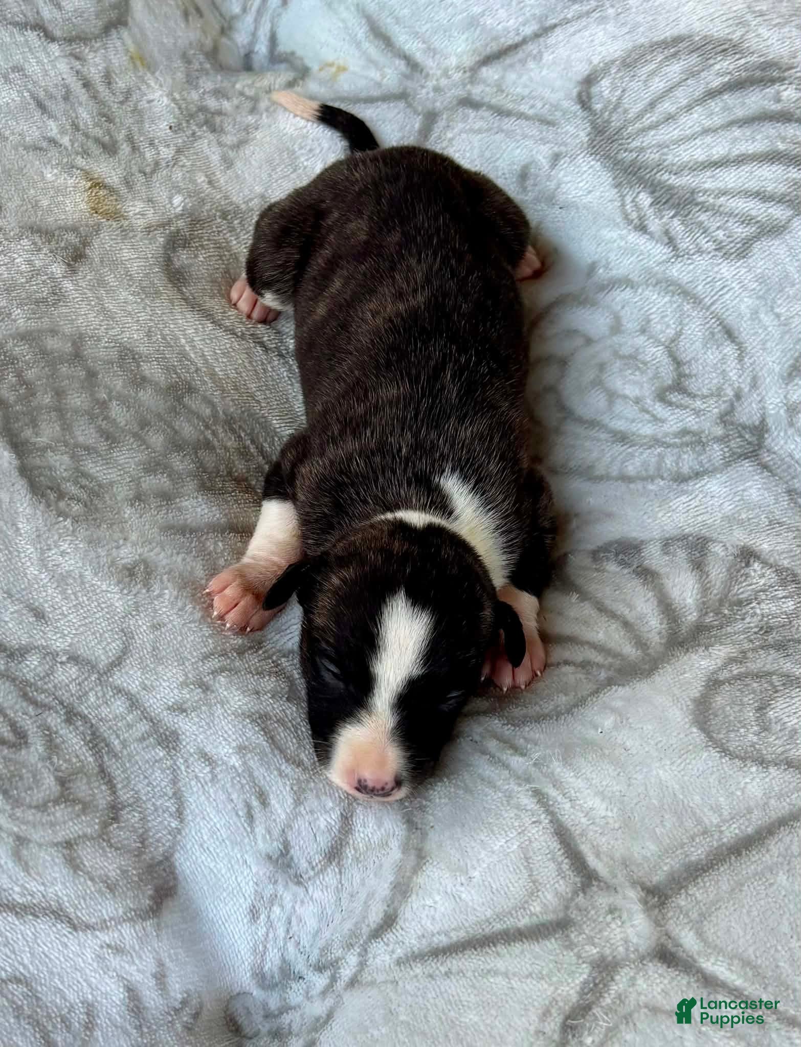 Whippet dogs Boy 4 - Ad 1