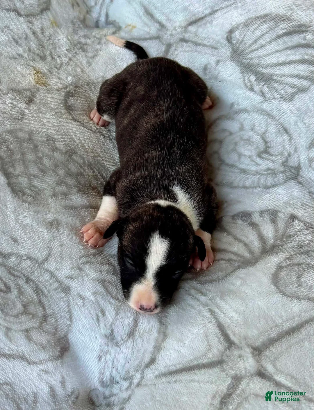 Whippet dogs for sale: Boy 4 - Ad 1