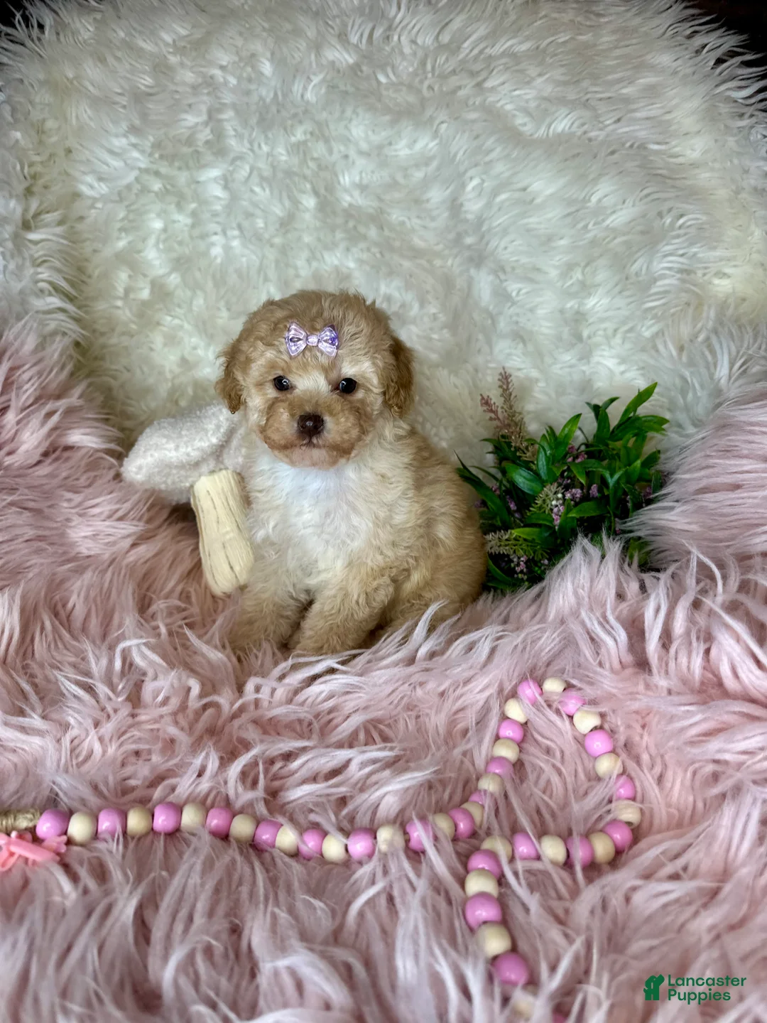 Toy Poodle dogs for sale: Gigi - Ad 3