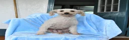 Miniature Poodle dogs for sale: Sunny  - Ad 4