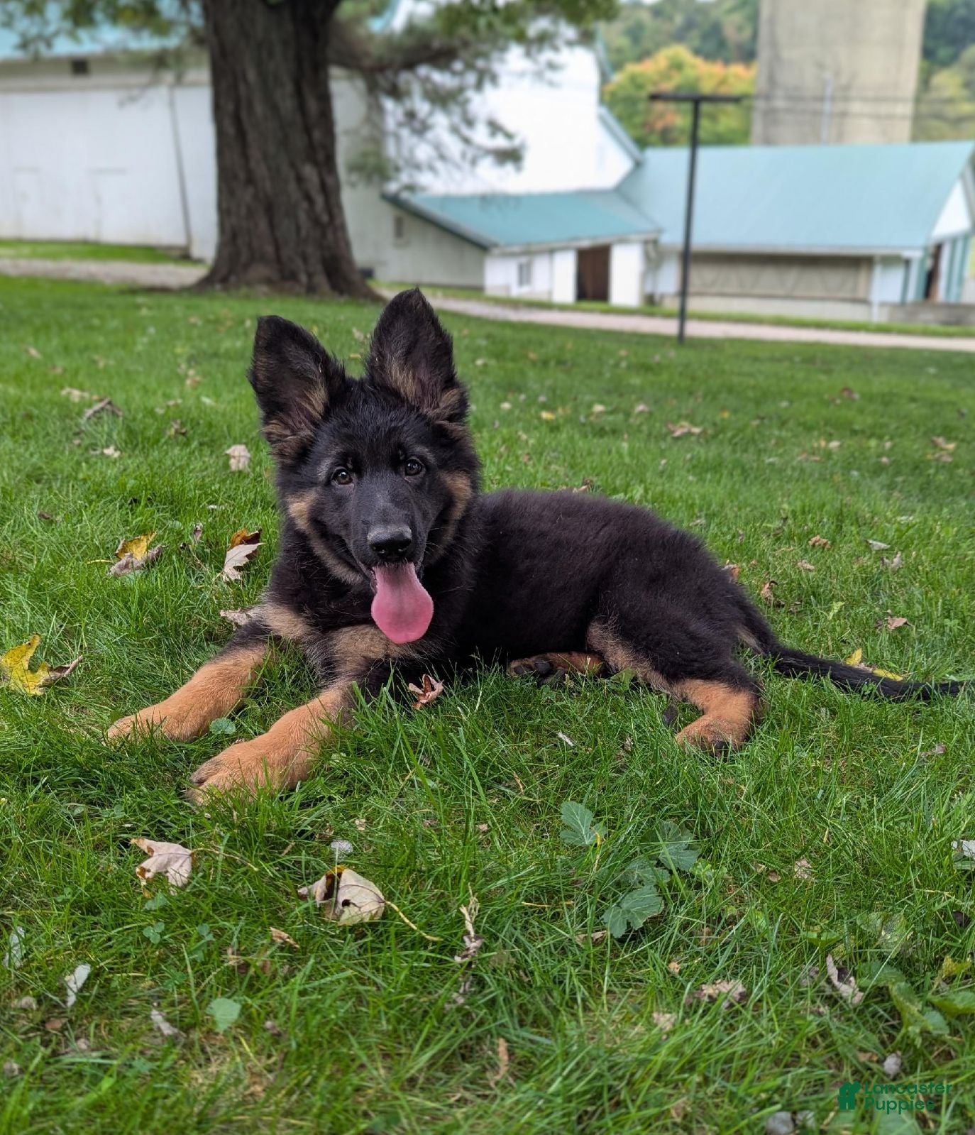 German Shepherd dogs Stella - Ad 2