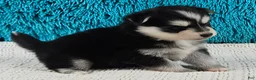 Pomsky dogs for sale: Ivy  - Ad 3