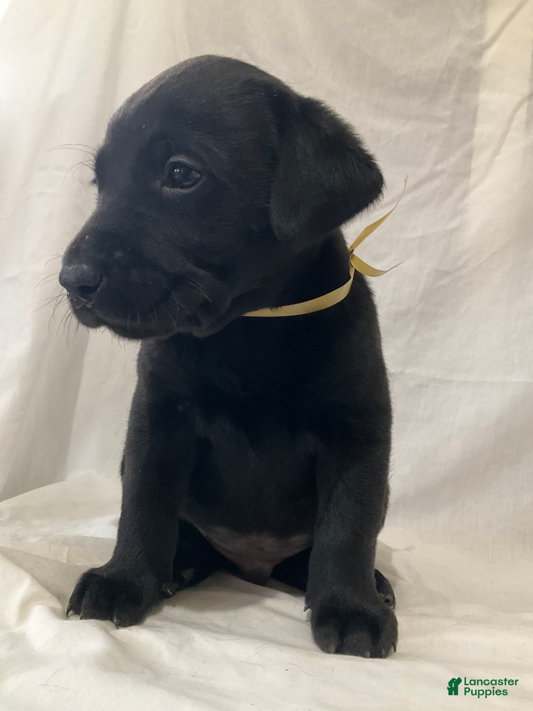 Labrador Retriever dogs for sale: Brody - Ad 3
