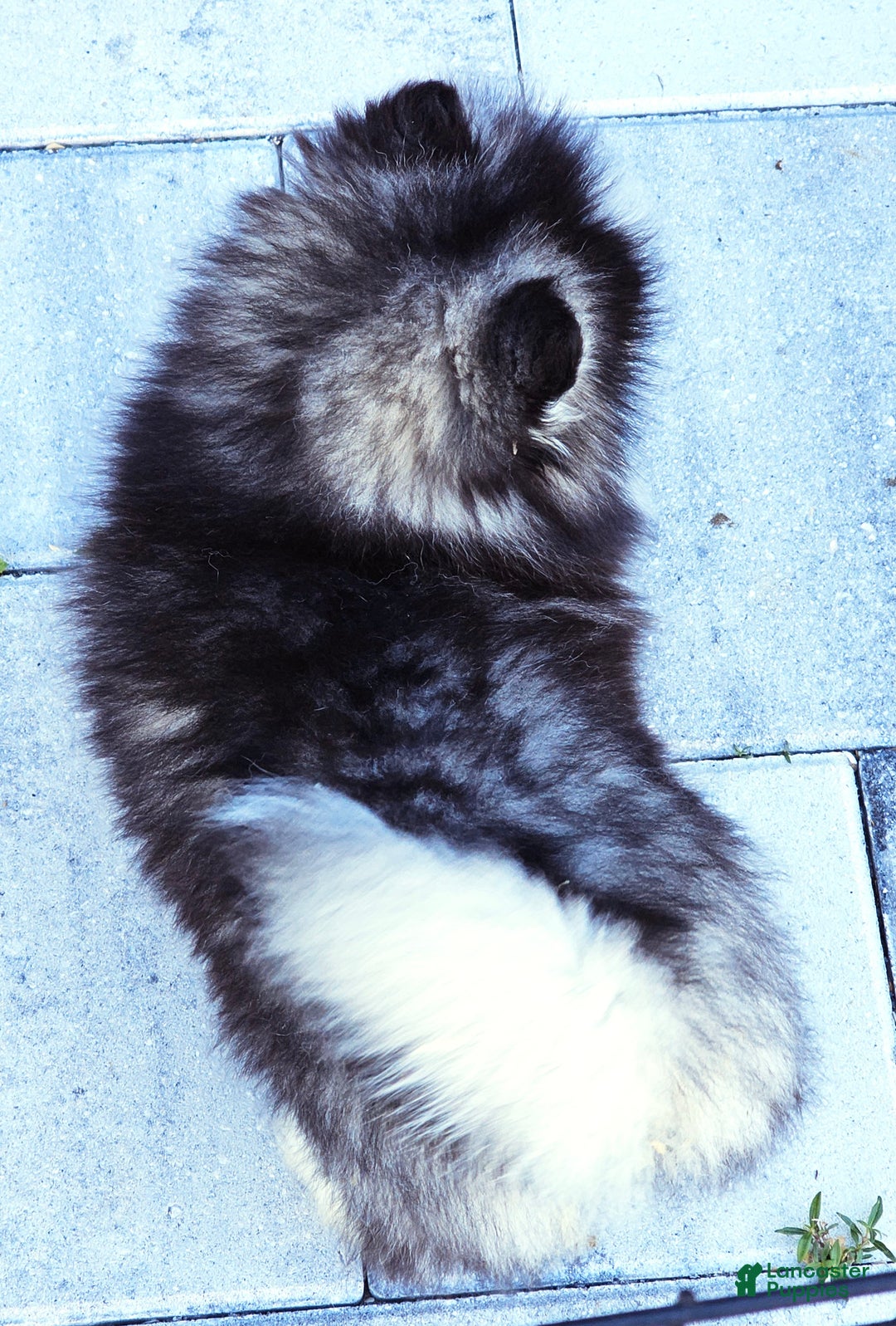 Pomsky dogs for sale: Felicity - Ad 7