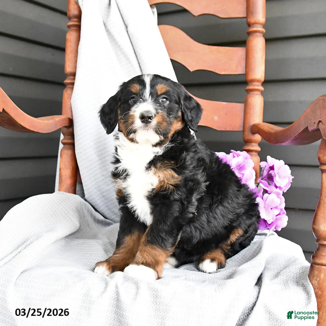 Mini Bernedoodle dogs for sale: Lavender - Ad 2