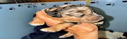 Cockapoo dogs for sale: Girl 3 - Ad 1