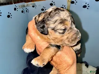 Cockapoo dogs for sale: Girl 3 - Ad 3