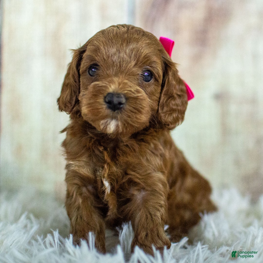 Cockapoo dogs for sale: Kali - Ad 4