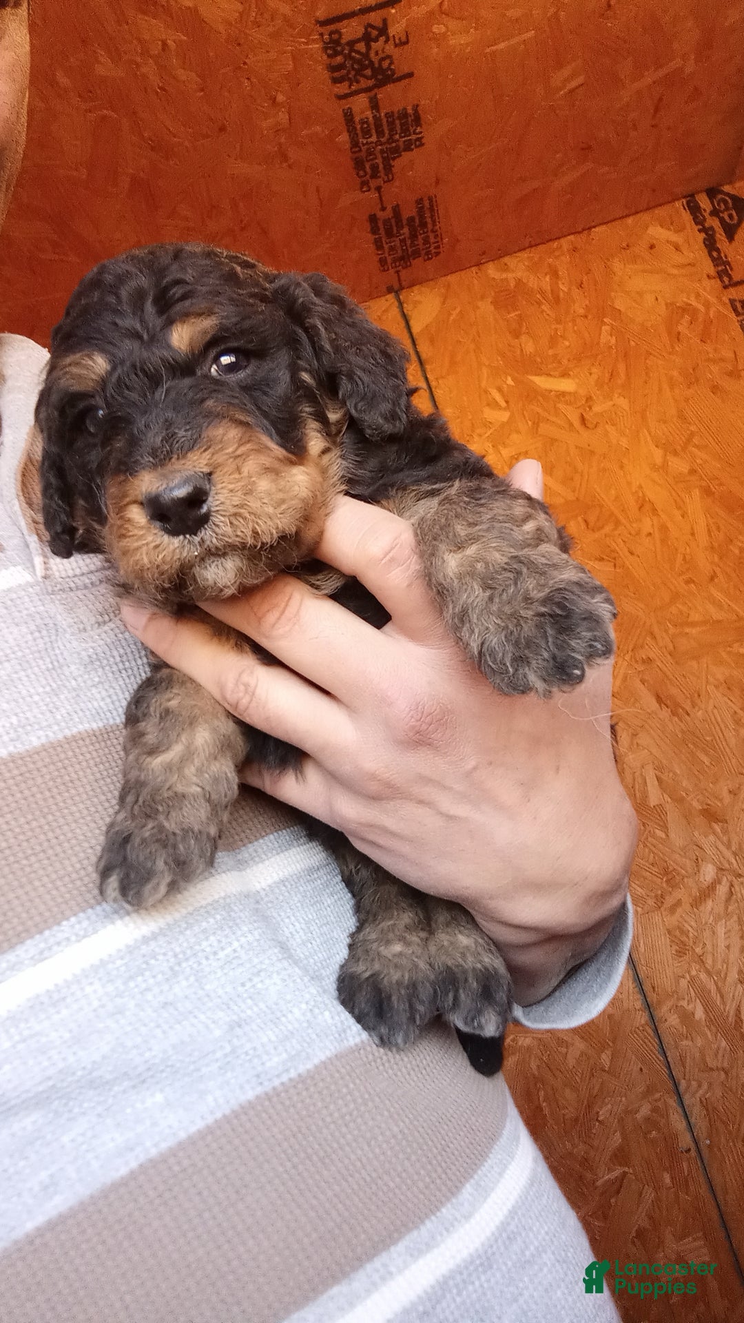 Bernedoodle dogs for sale: Bernedoodle Bella - Ad 9