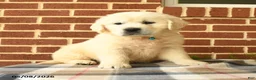 Golden Retriever dogs for sale: Pickwick - Ad 2