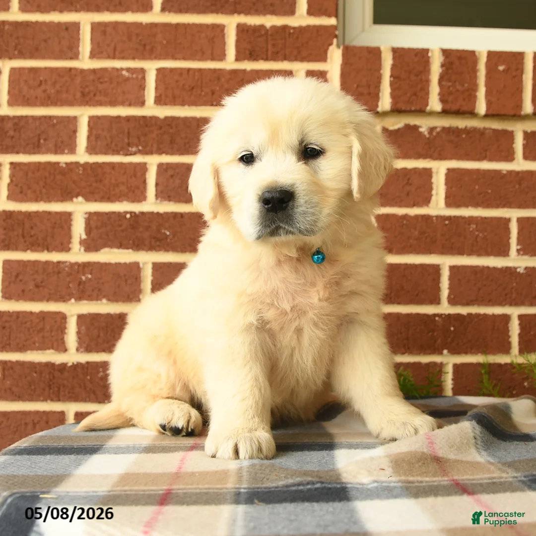 Golden Retriever dogs for sale: Pickwick - Ad 2