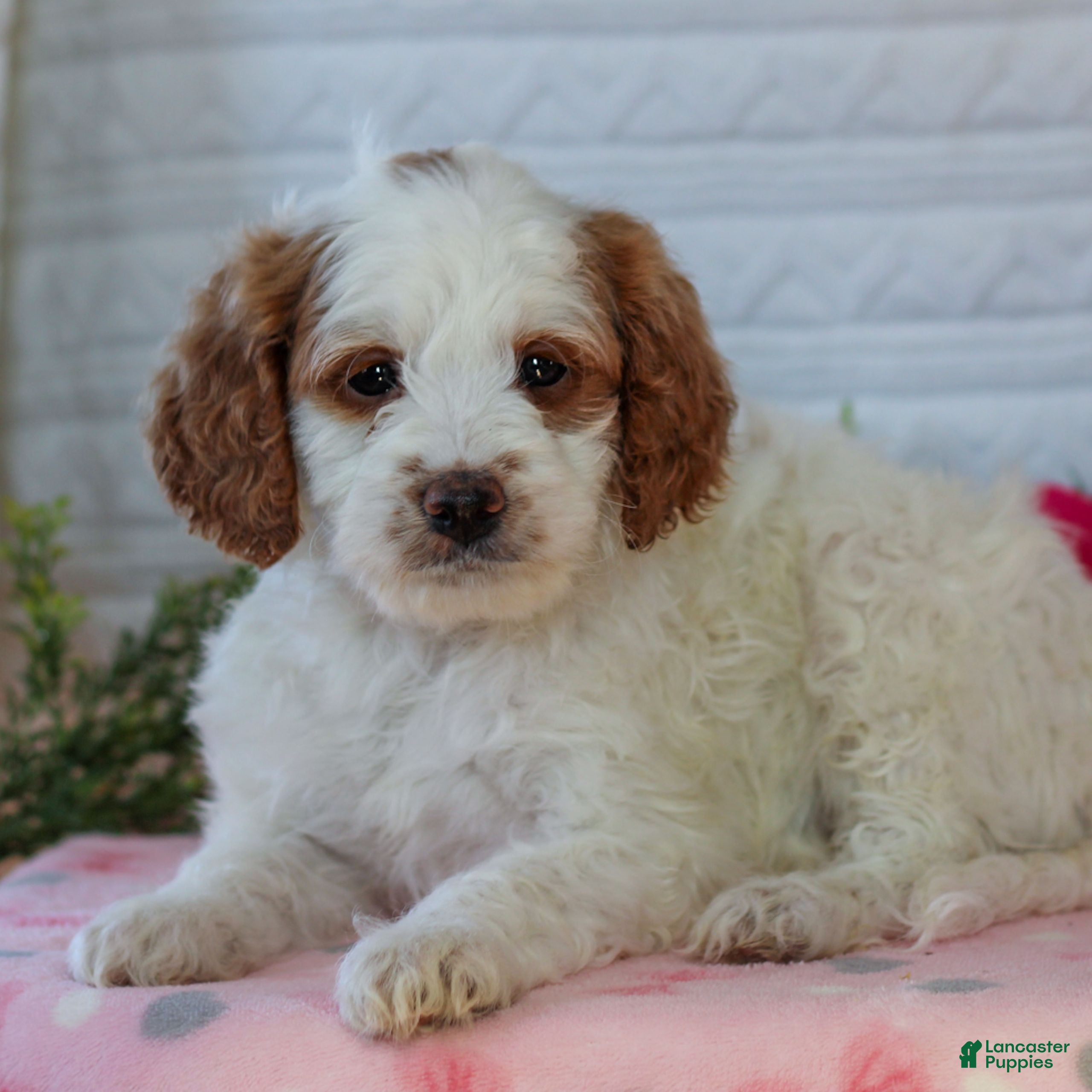 Mini Goldendoodle dogs Josie  - Ad 2