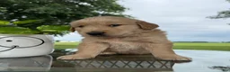 Golden Retriever dogs for sale: Fletcher - Ad 15