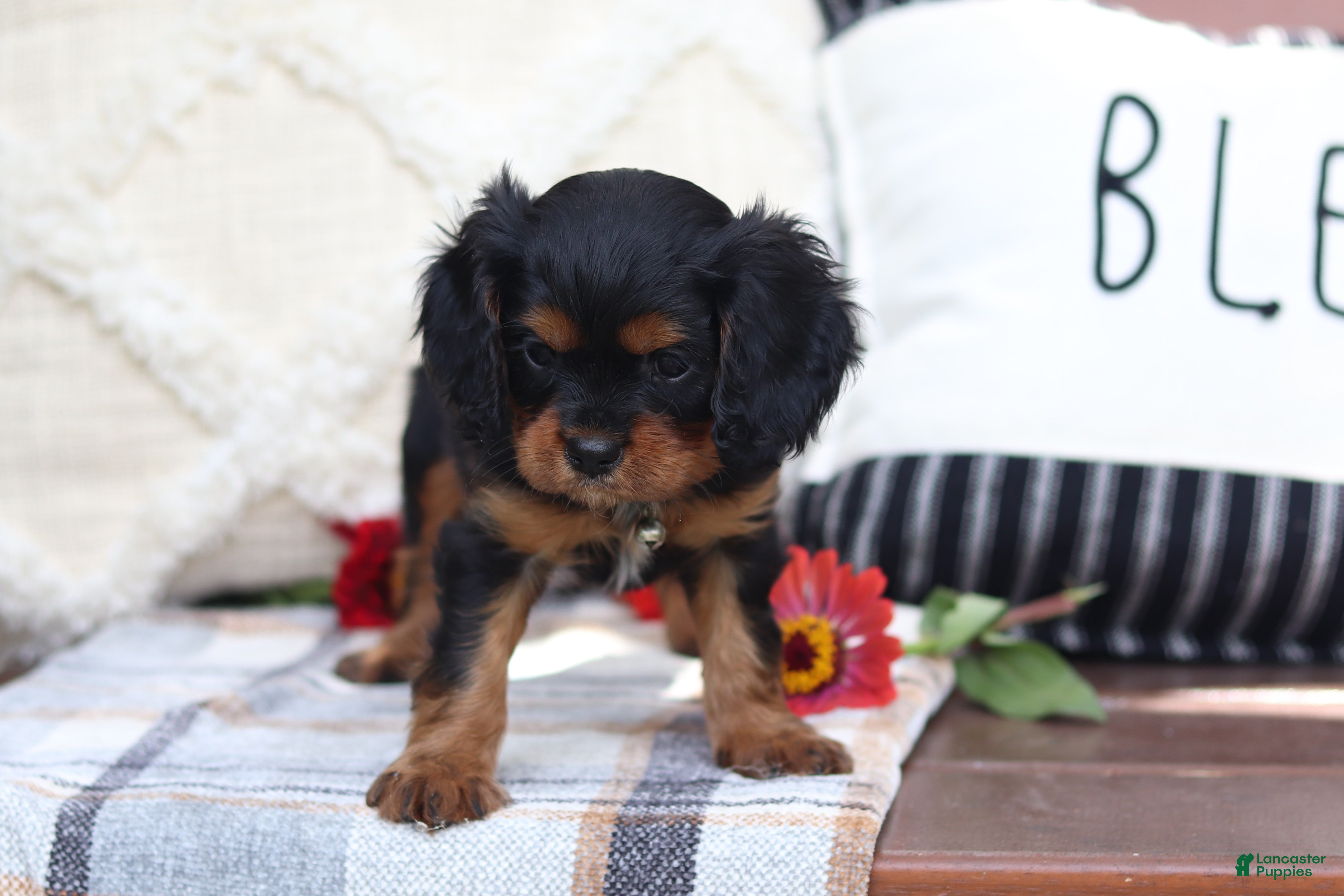 Cavalier King Charles Spaniel dogs Mike - Ad 2