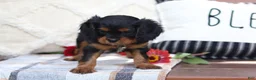 Cavalier King Charles Spaniel dogs for sale: Mike - Ad 2
