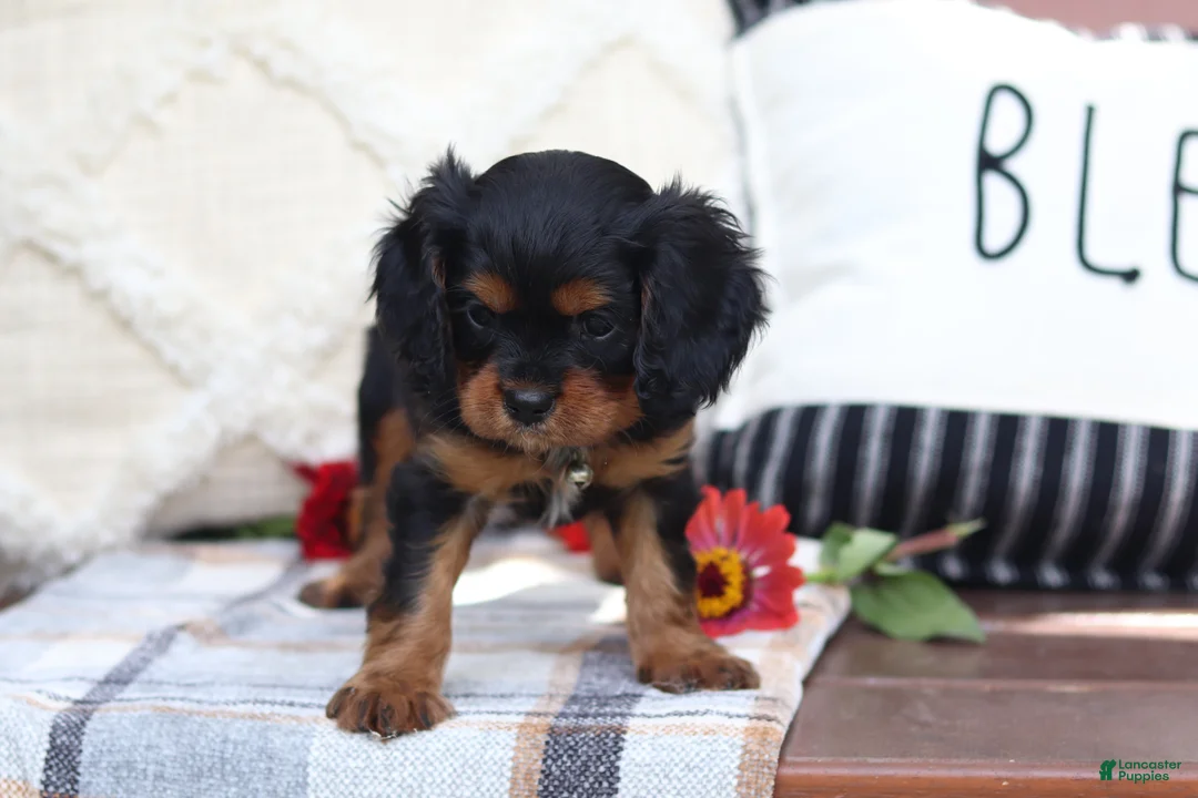 Cavalier King Charles Spaniel dogs for sale: Mike - Ad 2