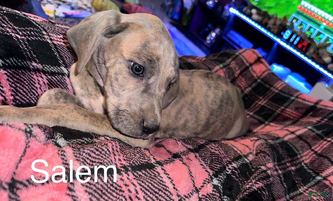 Great Dane dogs for sale: Salem - Ad 4