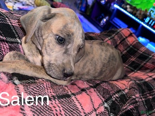 Great Dane dogs Salem - Ad 30