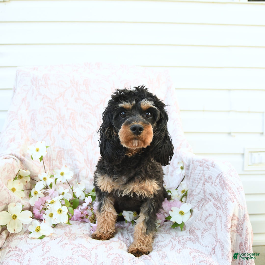 Cavapoo dogs for sale: Kyler - Ad 6