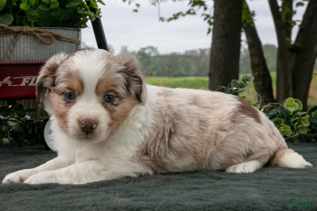 Miniature Australian Shepherd dogs for sale: Carla - Ad 3
